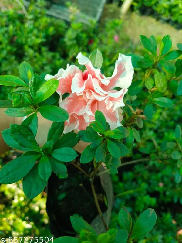 White_And_Pink_Azalea_Flower_Plant_For_Outdoor