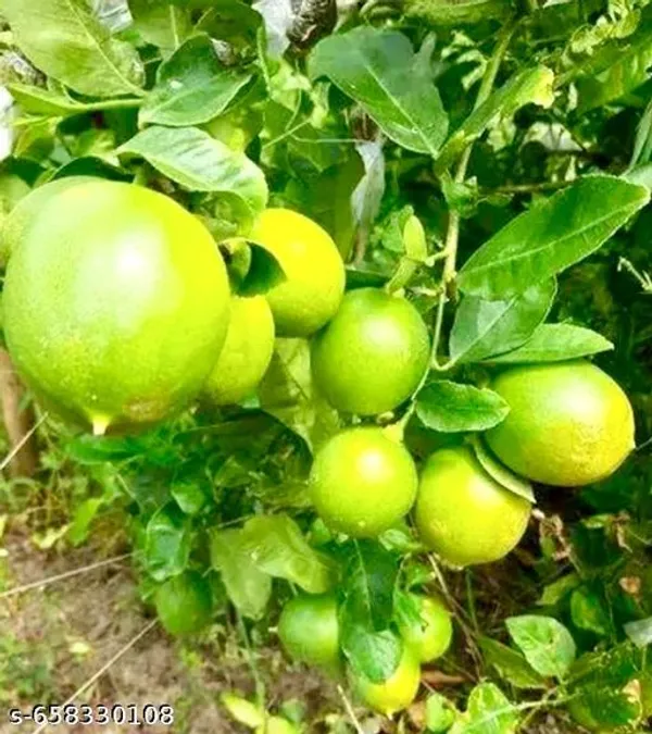 Outdoor_Fresh_Lemon_Fruit_Plant_For