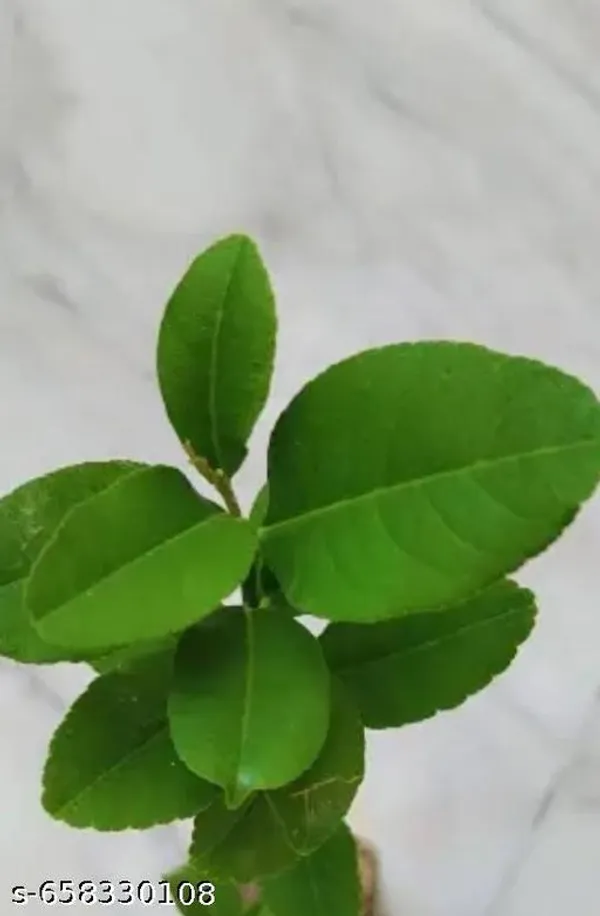 Outdoor_Fresh_Lemon_Fruit_Plant_For