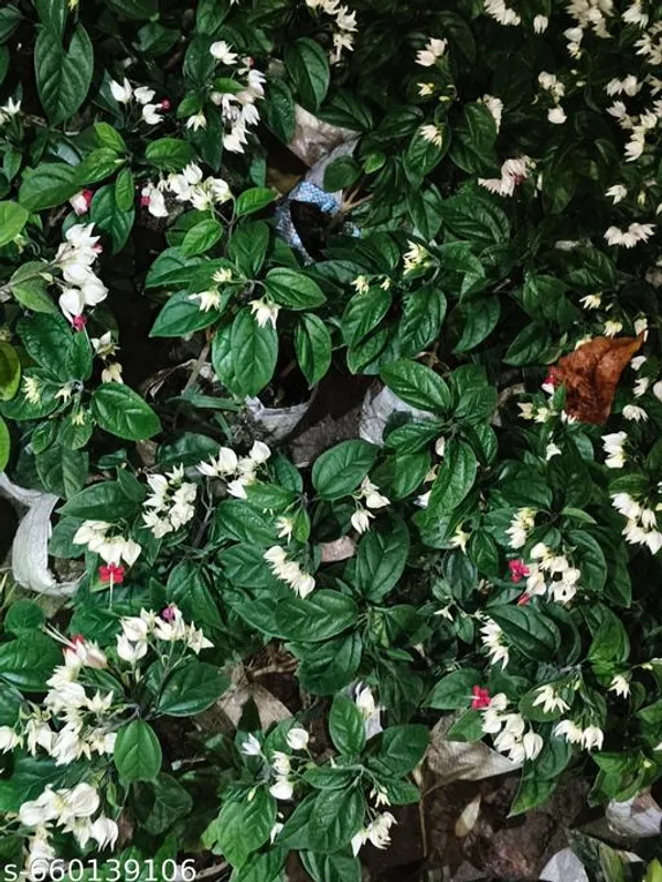 White_Bleeding_Heart_Plant_For_Indoor
