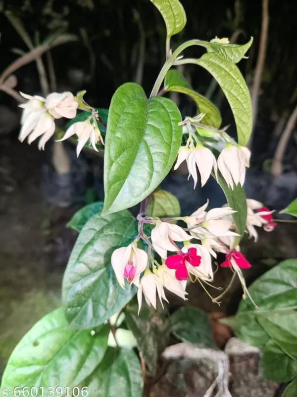 White_Bleeding_Heart_Plant_For_Indoor