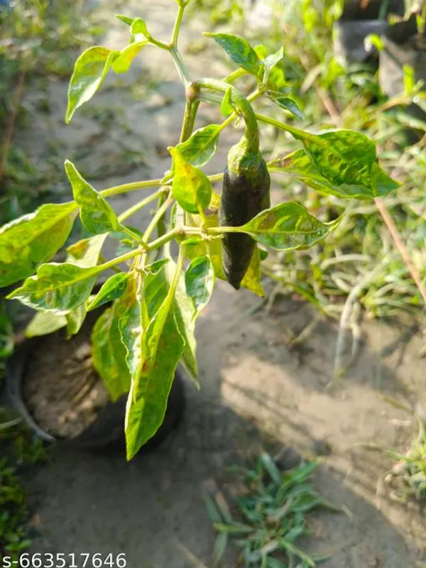 Green_Chilli_Jwala_Desi_Vegetable_Seeds_For_Outdoor