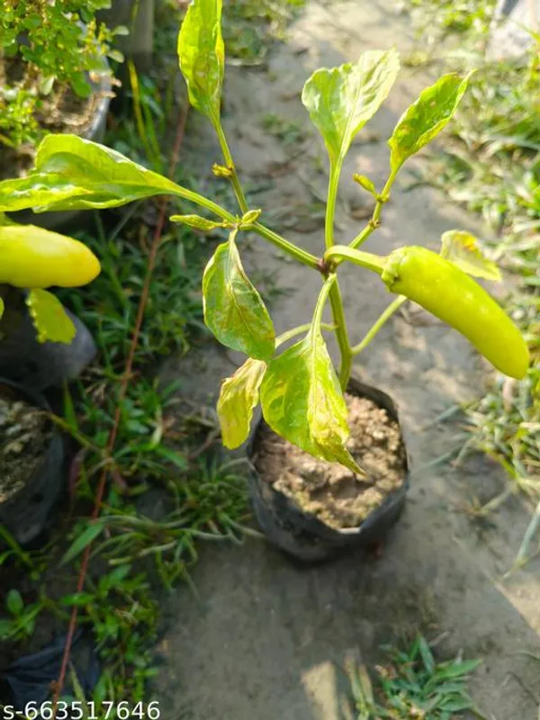 Green_Chilli_Jwala_Desi_Vegetable_Seeds_For_Outdoor