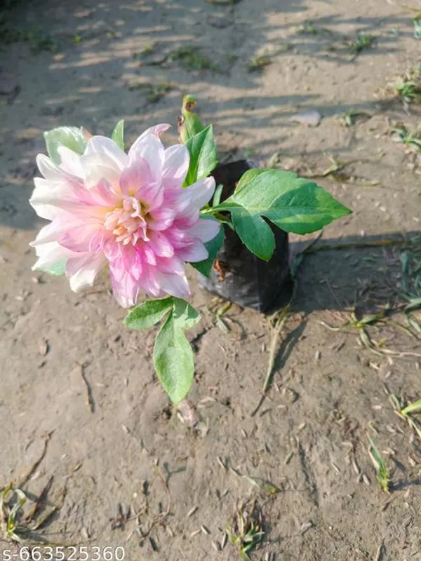 Pink_White_Daliya_Flowering_Plant_For_Outdoor