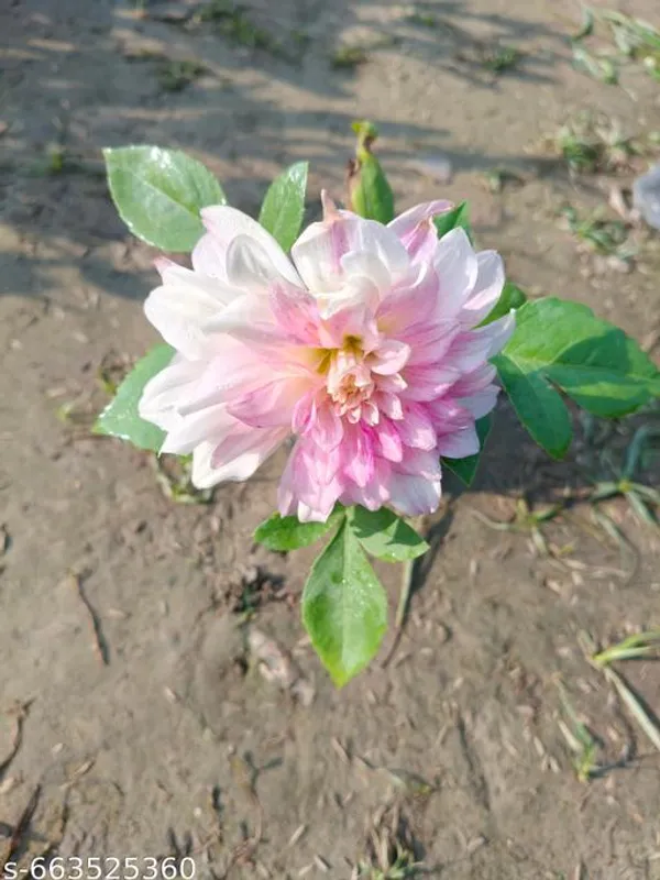 Pink_White_Daliya_Flowering_Plant_For_Outdoor