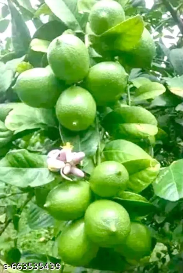Green_Lemon_Plant_Citrus_Limon_Fresh_Juicy_Fruit_For_Outdoor