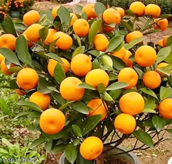 Orange_Mini_Lemon_Plant_Citrus_Hybrid_Dwarf_Fruiting_For_Outdoor