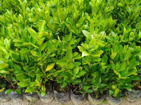 Orange_Mini_Lemon_Plant_Citrus_Hybrid_Dwarf_Fruiting_For_Outdoor