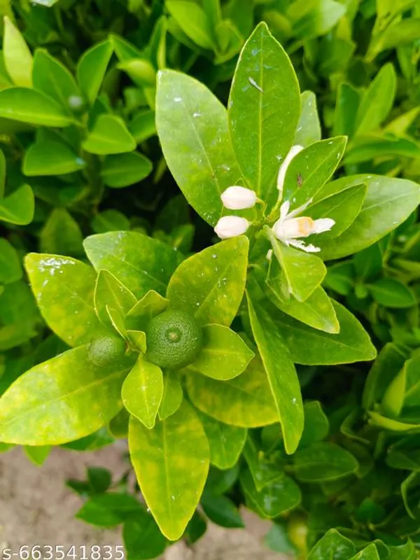 Green_Grafted_Lemon_Nimbu_Fruit_Plant_For_Outdoor