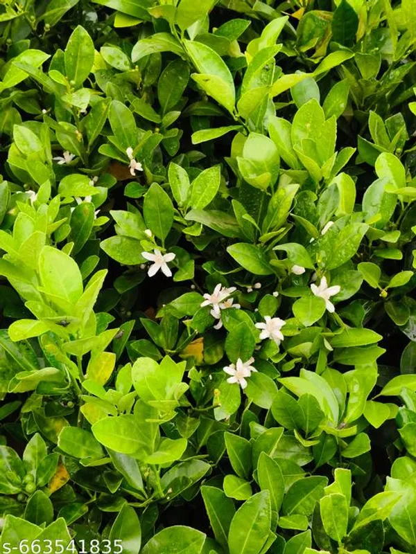 Green_Grafted_Lemon_Nimbu_Fruit_Plant_For_Outdoor