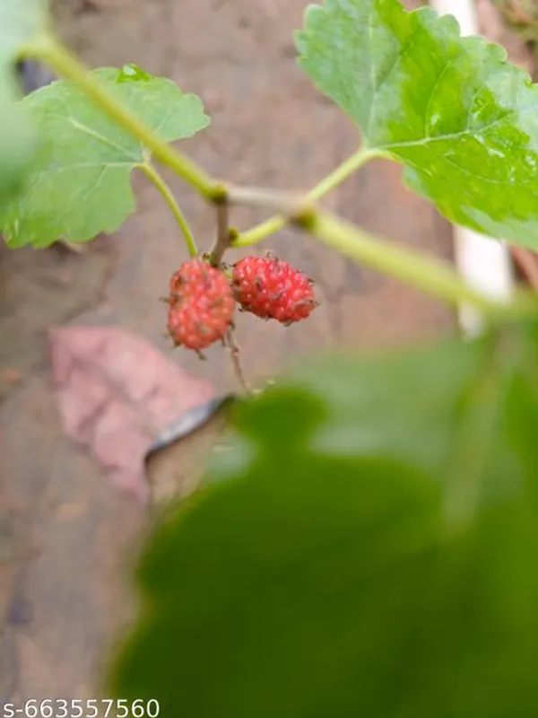 Red_Mulberry_Shahtoot_Fruit_Plant_For_Outdoor
