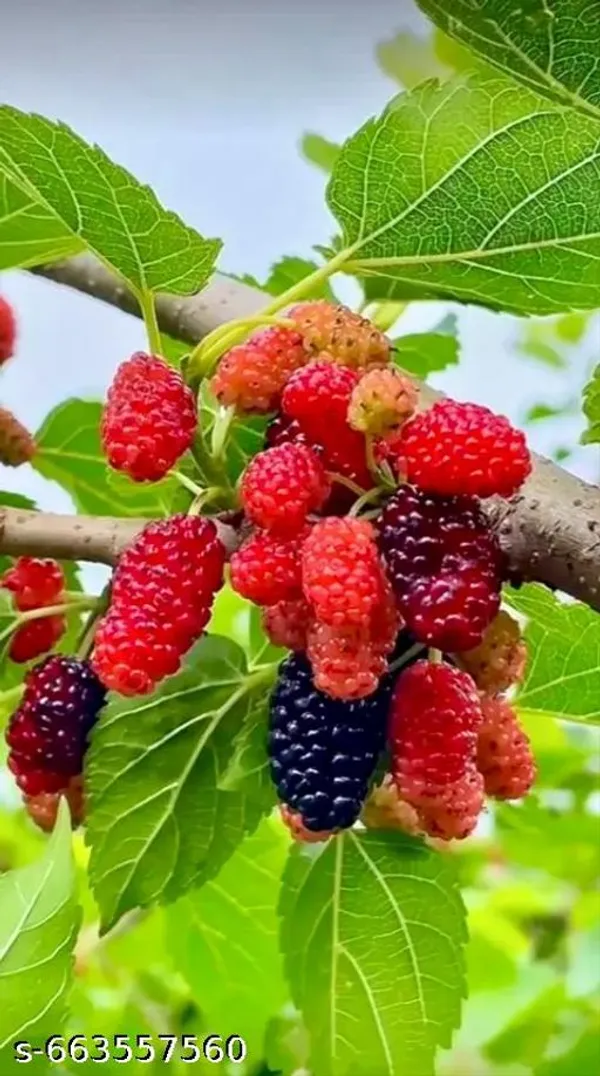 Red_Mulberry_Shahtoot_Fruit_Plant_For_Outdoor