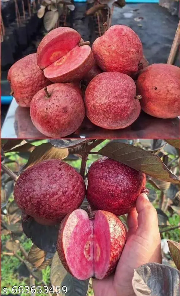 Red_Sweet_Guava_Grafted_Live_Plant_For_Outdoor