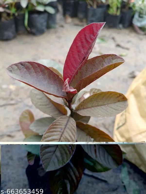 Red_Sweet_Guava_Grafted_Live_Plant_For_Outdoor