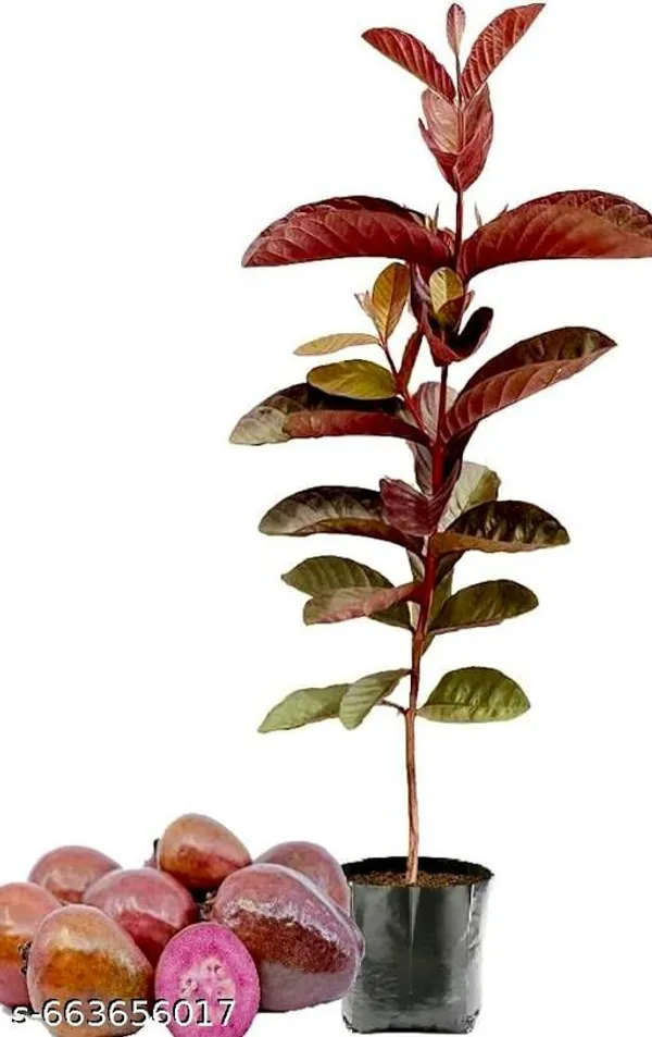 Red_Thai_Guava_Hybrid_Sweet_Plant_For_Outdoor