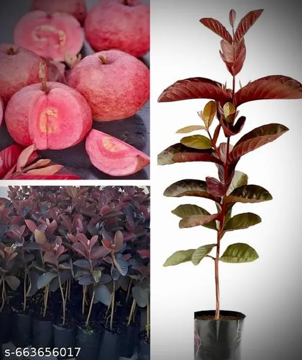Red_Thai_Guava_Hybrid_Sweet_Plant_For_Outdoor