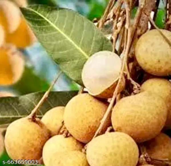 Brown_Asfol_Longan_Sweet_Fruit_Plant_For_Outdoor