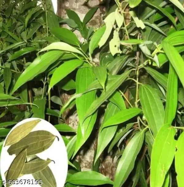 Green_Tejpata_Indian_Bay_Leaf_Live_Plant_For_Indoor