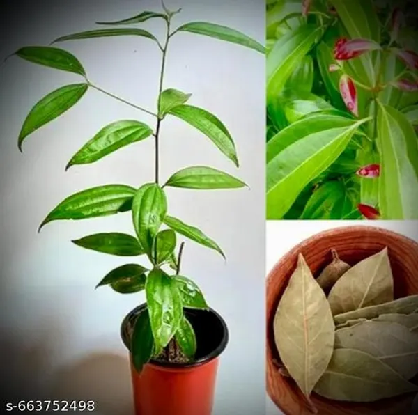 Green_Tejpata_Indian_Bay_Leaf_Plant_For_Outdoor