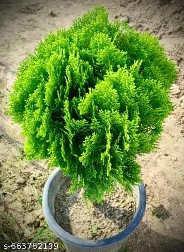 Green_Jhau_Morpankhi_Plant_For_Outdoor