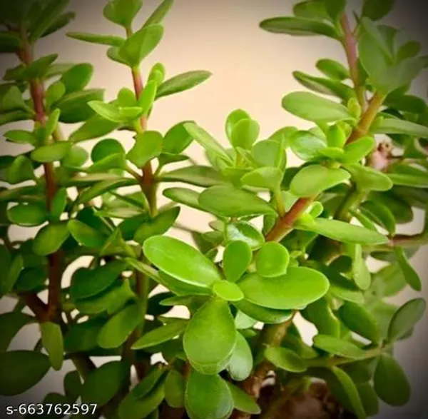 Green_Zade_Tree_Plant_Jade_Crassula_Ovata_For_Indoor