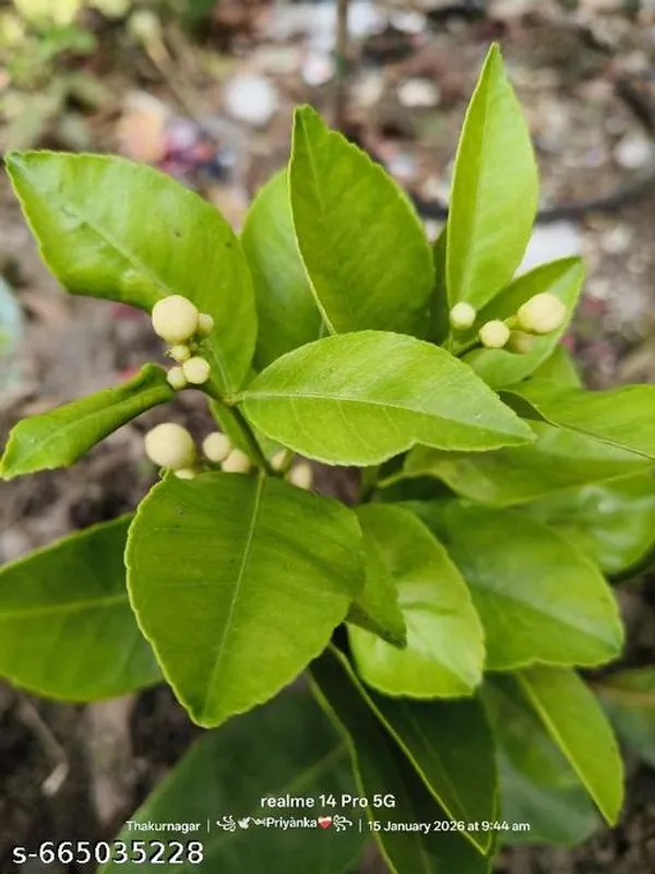 Green_Grafted_Lemon_Nimbu_Fruit_Plant_For_Outdoor
