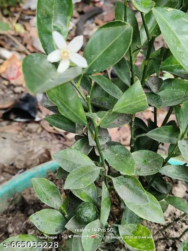 Green_Grafted_Lemon_Nimbu_Fruit_Plant_For_Outdoor