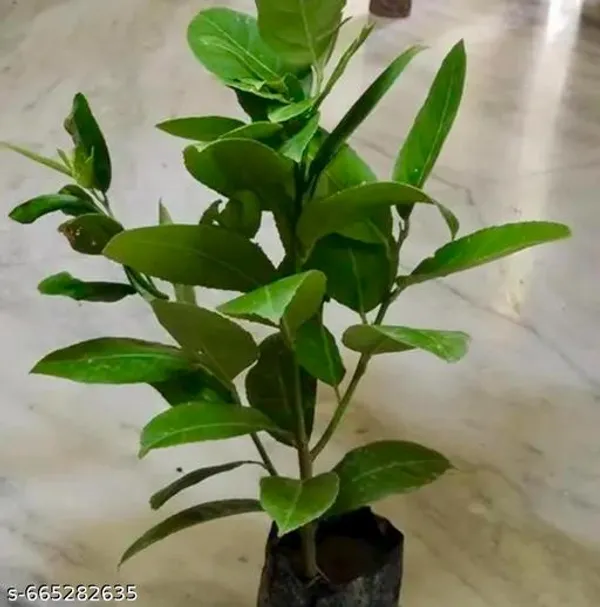 Orange_Lemon_Plant_Citrus_Limon_For_Outdoor
