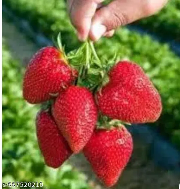 Red_Fresh_Strawberry_Fruit_Plant_For_Outdoor