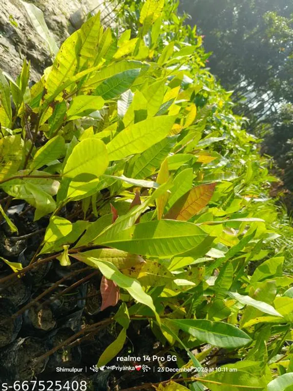 Red_Kaju_Badam_Plant_Cashew_Almond_Hybrid_For_Outdoor