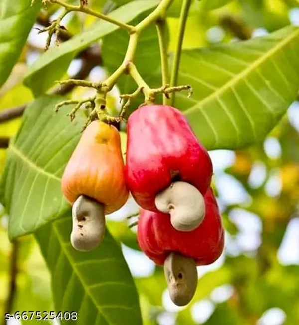 Red_Kaju_Badam_Plant_Cashew_Almond_Hybrid_For_Outdoor