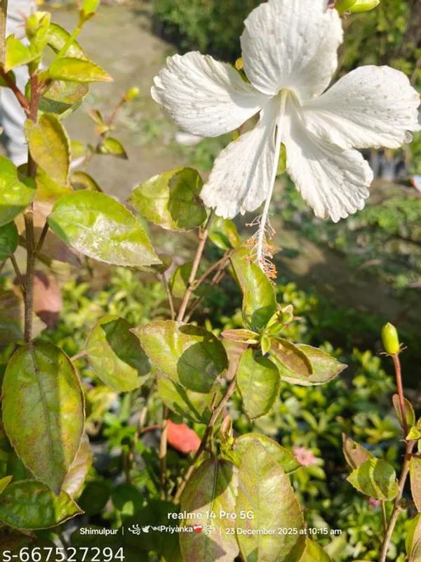 White_Hibiscus_Plant_Safed_Gudhal_China_Rose_For_Outdoor