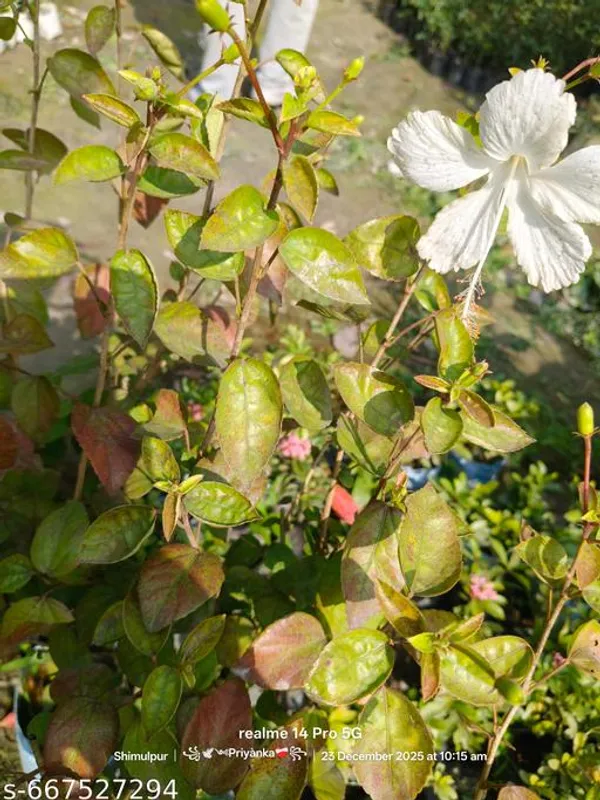 White_Hibiscus_Plant_Safed_Gudhal_China_Rose_For_Outdoor