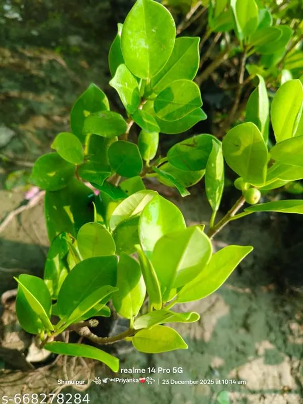 Green_Chaina_Bot_Chinese_Banyan_Plant_Decor_For_Outdoor