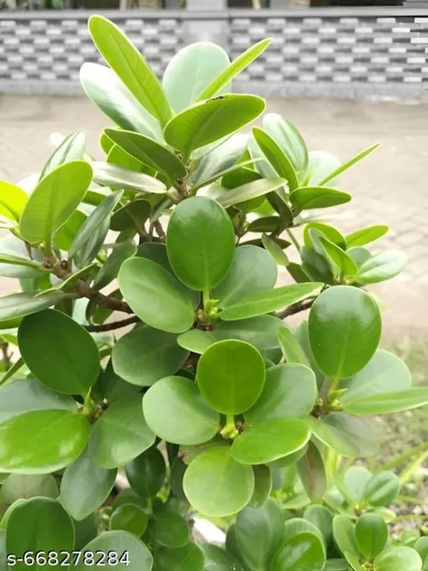 Green_Chaina_Bot_Chinese_Banyan_Plant_Decor_For_Outdoor