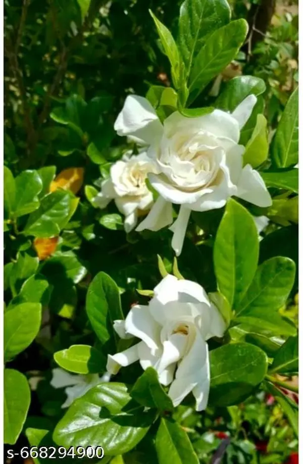 White_Gardenia_Jasminoides_Gandhoraj_Flower_Plant_For_Outdoor