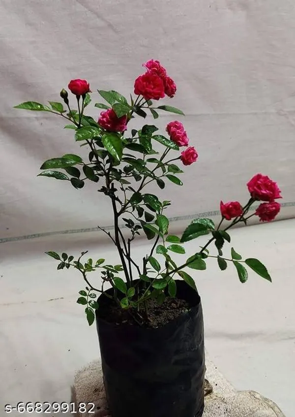 Red_Miniature_Baby_Pink_Rose_For_Outdoor