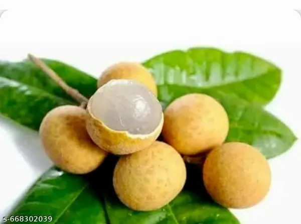 Brown_Asfol_Fruit_Hybrid_Plant_For_Outdoor