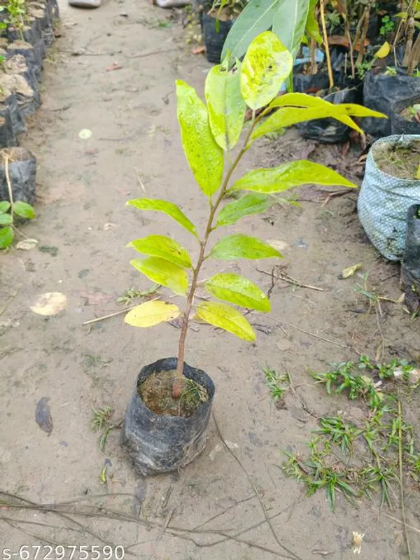 Green_Hybrid_Custard_Apple_Sitafal_Aata_Fruit_Plant_For_Outdoor