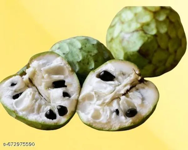 Green_Hybrid_Custard_Apple_Sitafal_Aata_Fruit_Plant_For_Outdoor