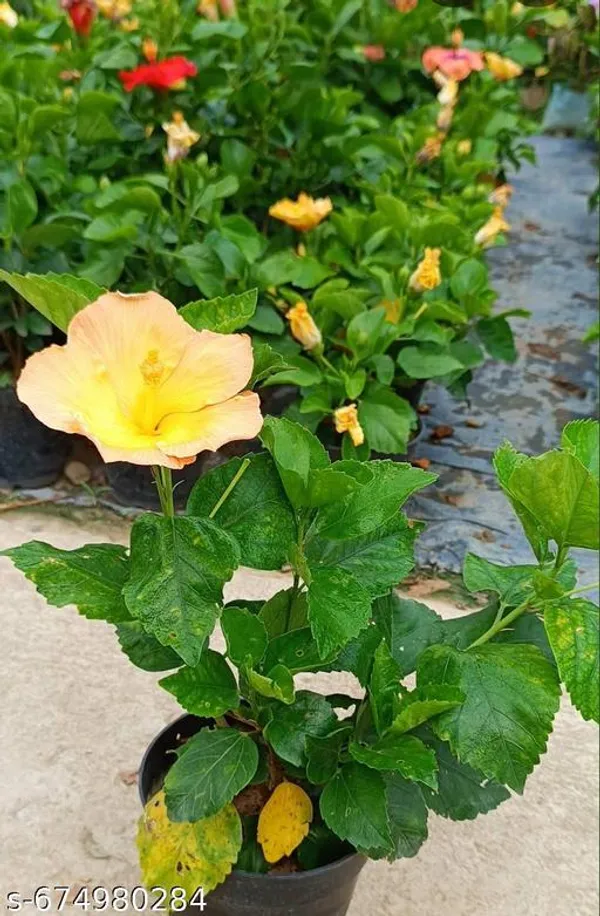 Yellow_Hibiscus_Hybrid_Flower_Plant_For_Outdoor