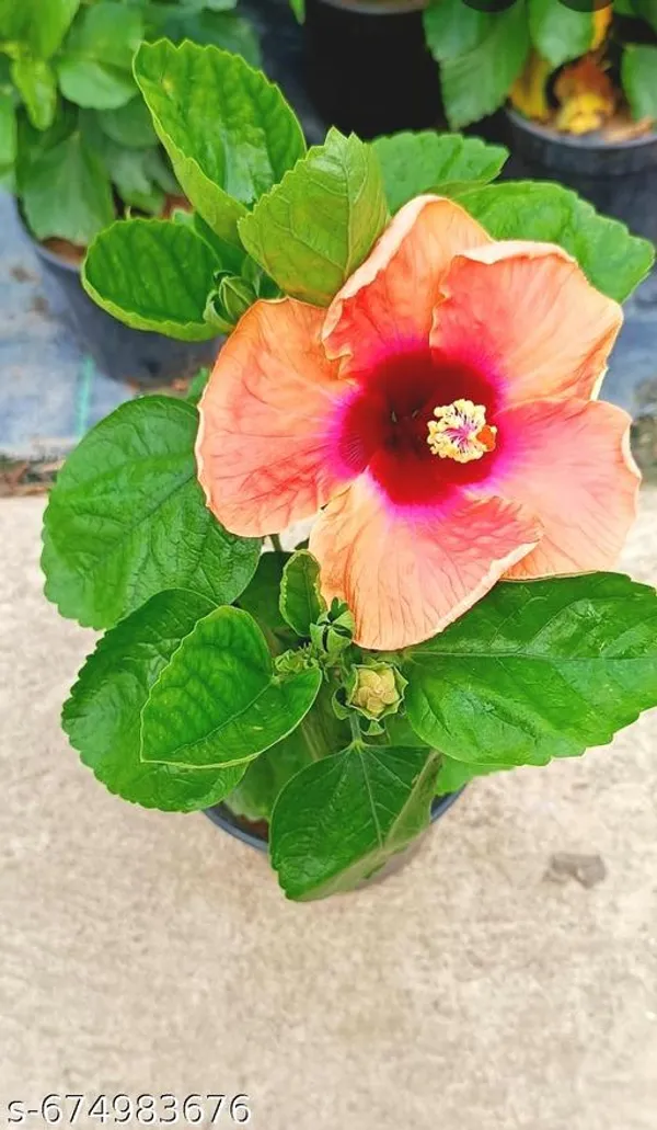 Red_Hibiscus_Orange_Hybrid_Plant_For_Outdoor