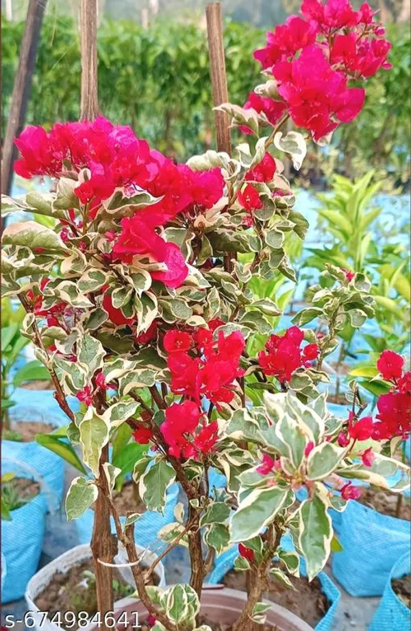 Red_Pink_Bougainvillea_For_Outdoor