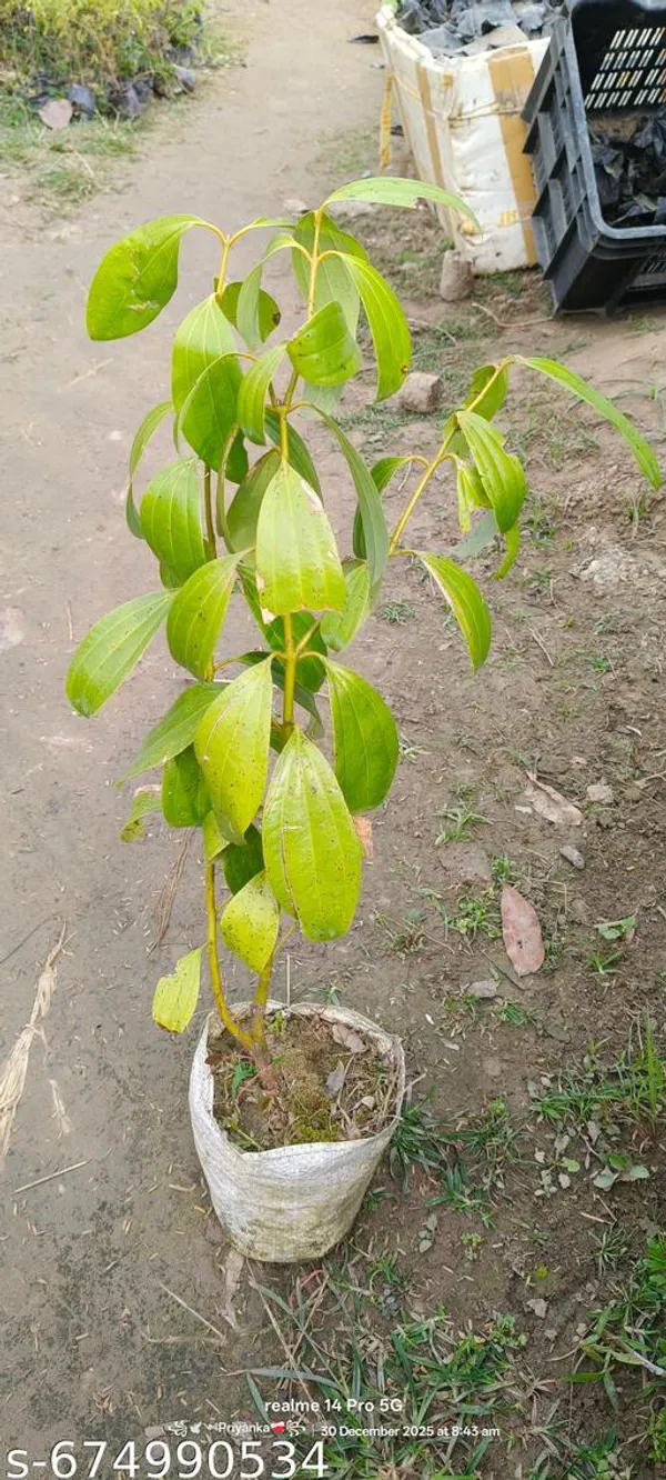 Green_Tejpata_Indian_Bay_Leaf_Plant_For_Outdoor