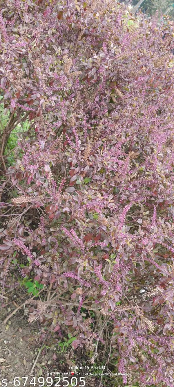 Black_Krishna_Tulsi_Ocimum_Tenuiflorum_Purple_Variety_Live_Plant_For_Outdoor