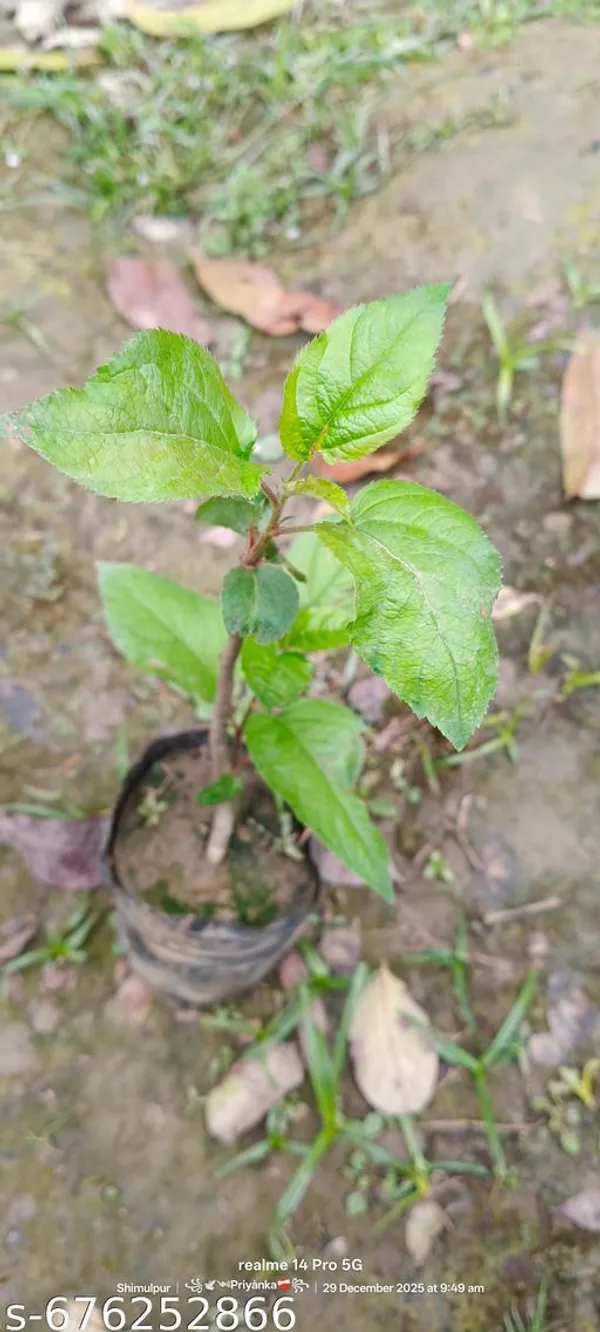 Red_Apple_Fruit_Plant_Grafted_Variety_For_Outdoor