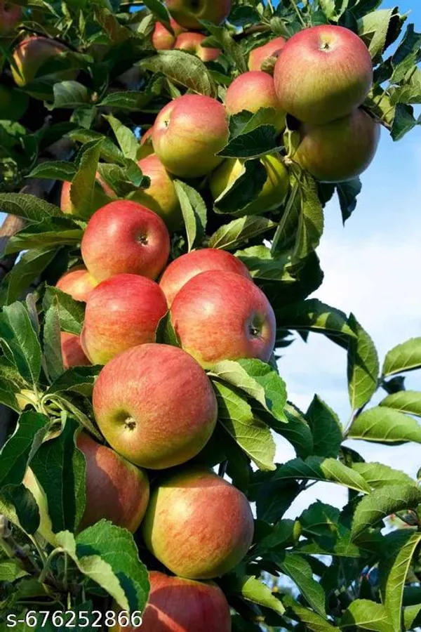Red_Apple_Fruit_Plant_Grafted_Variety_For_Outdoor