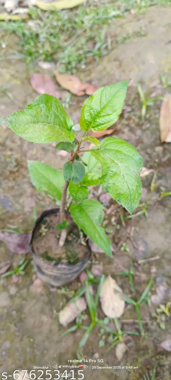 Red_Apple_Fruit_Plant_Grafted_Variety_For_Outdoor
