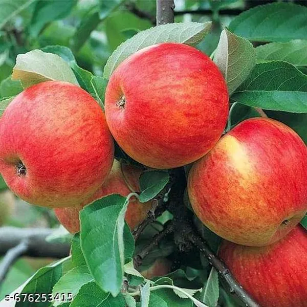 Red_Apple_Fruit_Plant_Grafted_Variety_For_Outdoor