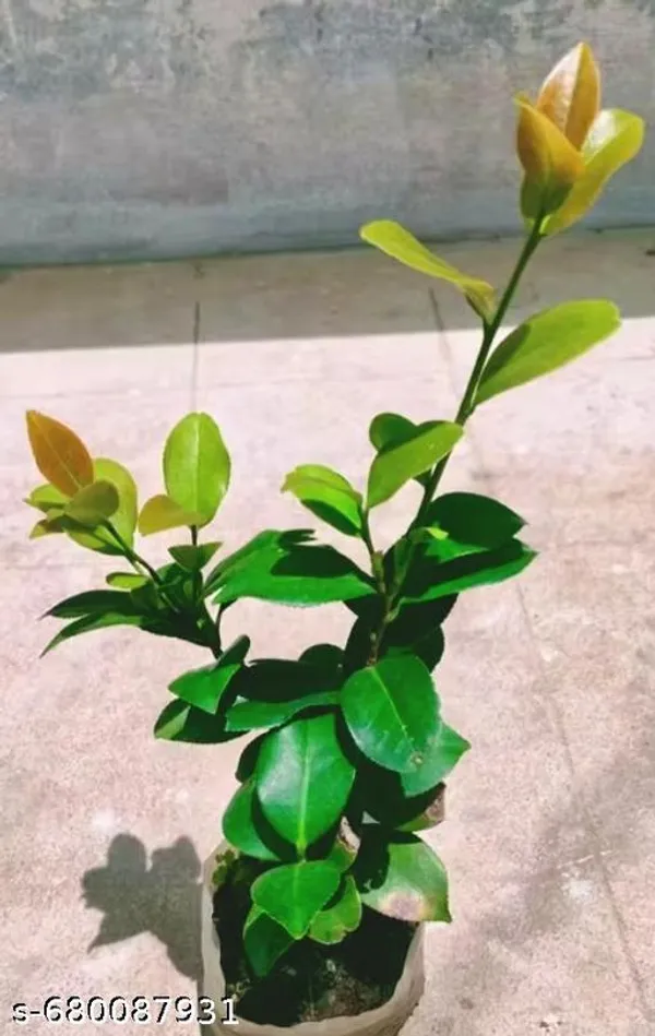 Red_Camelia_Flower_Plant_Big_Size_For_Outdoor